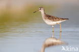 Wood Sandpiper (Tringa glareola)