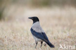 Bonte Kraai (Corvus cornix)