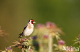 European Goldfinch (Carduelis carduelis)