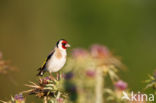 European Goldfinch (Carduelis carduelis)