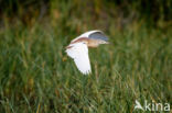 Ralreiger (Ardeola ralloides)