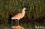 Ralreiger (Ardeola ralloides)