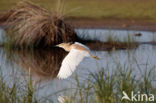 Ralreiger (Ardeola ralloides)