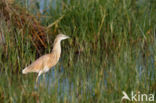 Ralreiger (Ardeola ralloides)