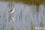 Steltkluut (Himantopus himantopus)