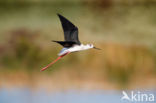 Steltkluut (Himantopus himantopus)