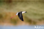 Black-winged Stilt (Himantopus himantopus)