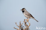 Rueppell s Warbler (Sylvia rueppelli)