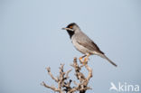 Rueppell s Warbler (Sylvia rueppelli)