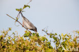 Rueppell s Warbler (Sylvia rueppelli)