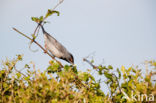 Rueppell s Warbler (Sylvia rueppelli)