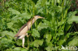 Little Bittern (Ixobrychus minutus)