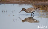 Spotted Redshank (Tringa erythropus)