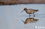 Spotted Redshank (Tringa erythropus)