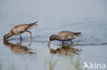 Spotted Redshank (Tringa erythropus)