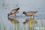 Spotted Redshank (Tringa erythropus)