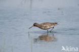 Spotted Redshank (Tringa erythropus)