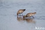 Spotted Redshank (Tringa erythropus)