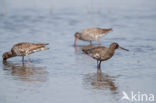 Zwarte Ruiter (Tringa erythropus)