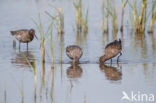 Spotted Redshank (Tringa erythropus)