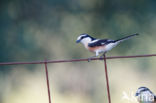 Masked shrike (Lanius nubicus)