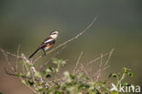 Maskerklauwier (Lanius nubicus)