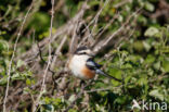 Masked shrike (Lanius nubicus)