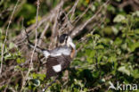 Masked shrike (Lanius nubicus)