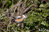 Masked shrike (Lanius nubicus)