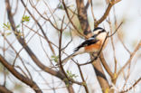 Maskerklauwier (Lanius nubicus)