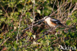 Masked shrike (Lanius nubicus)