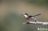 Masked shrike (Lanius nubicus)