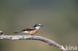 Masked shrike (Lanius nubicus)