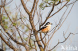 Masked shrike (Lanius nubicus)