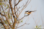 Masked shrike (Lanius nubicus)