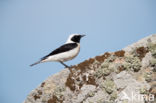 Oostelijke blonde tapuit (Oenanthe melanoleuca)