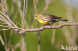 European Serin (Serinus serinus)