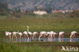 Europese Flamingo (Phoenicopterus ruber roseus)