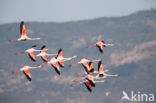 Europese Flamingo (Phoenicopterus ruber roseus)