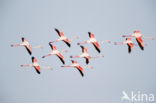 Europese Flamingo (Phoenicopterus ruber roseus)