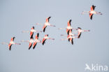 Europese Flamingo (Phoenicopterus ruber roseus)