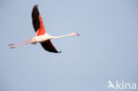 Europese Flamingo (Phoenicopterus ruber roseus)