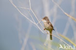 Greater Whitethroat (Sylvia communis)