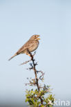 Corn Bunting (Miliaria calandra)