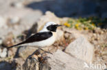 Oostelijke blonde tapuit (Oenanthe melanoleuca)