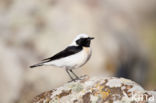 Oostelijke blonde tapuit (Oenanthe melanoleuca)