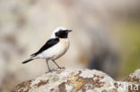 Eastern Black-eared wheatear (Oenanthe melanoleuca)