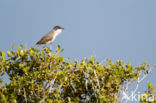 Orphean Warbler (Sylvia hortensis)