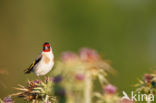 European Goldfinch (Carduelis carduelis)