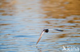 White-winged Tern (Chlidonias leucopterus)